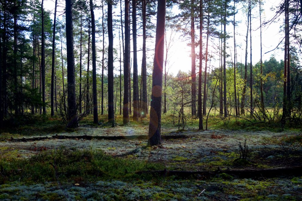 Schweden Store Mosse Nationalpark Moorlandschaft Wald