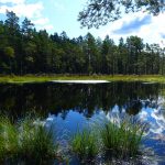 Schweden Urlaub Skandinavien Store Mosse Nationalpark Moor schwarzes Wasser Spiegelung im Wasser