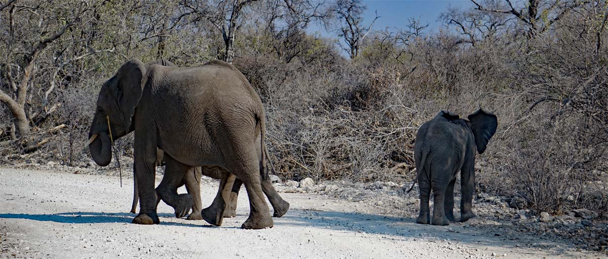 elefanten kinder afrika namibia etosha