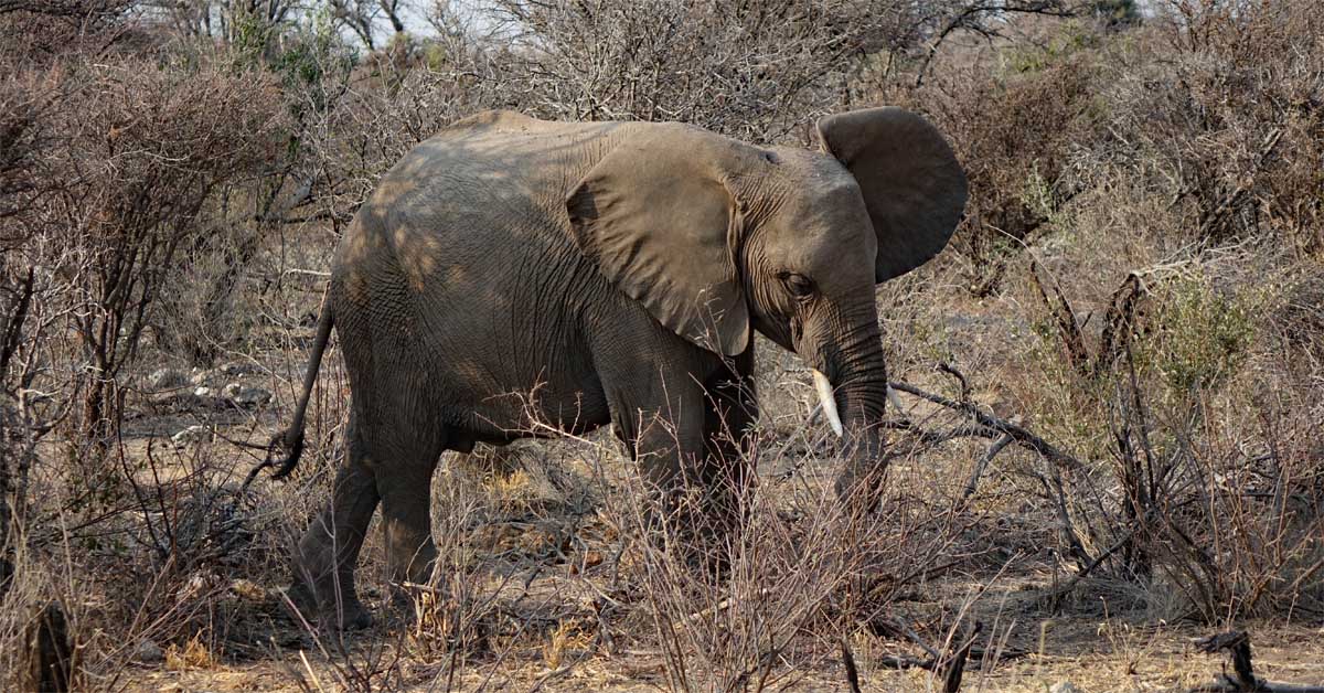 elefantenkind savanne kalahari namib afrika namibia