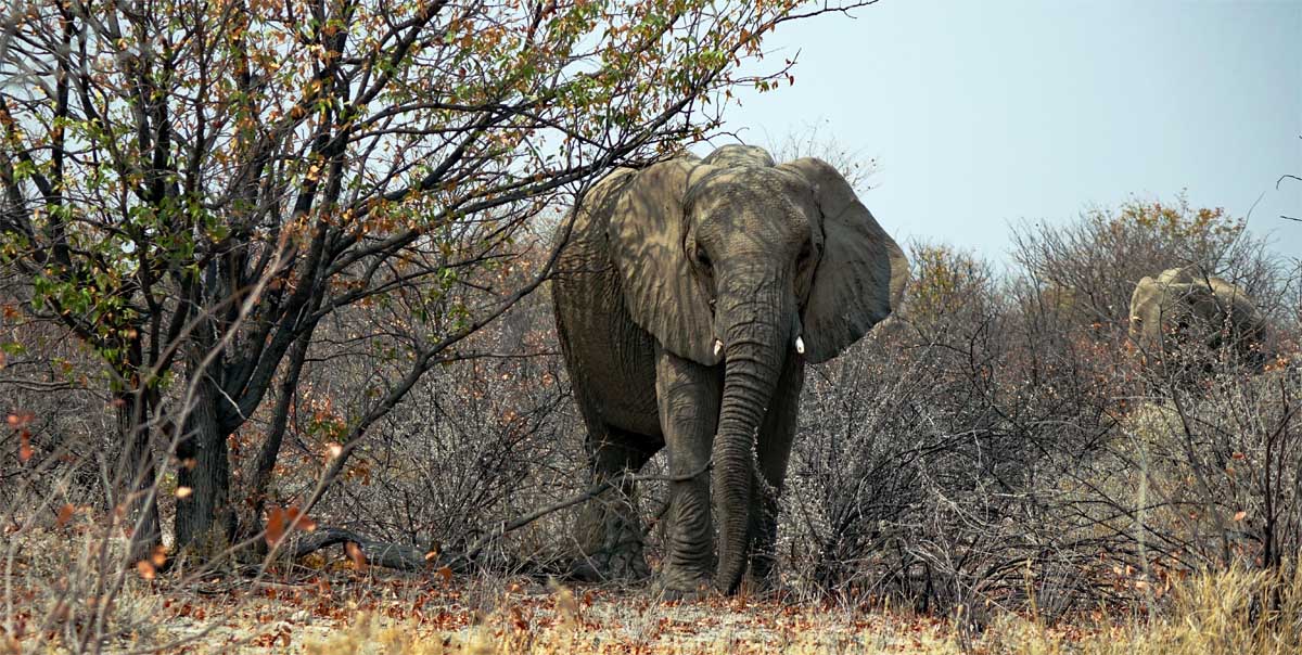 afrikanische elefanten savannenelefant elefantenkuh namibia