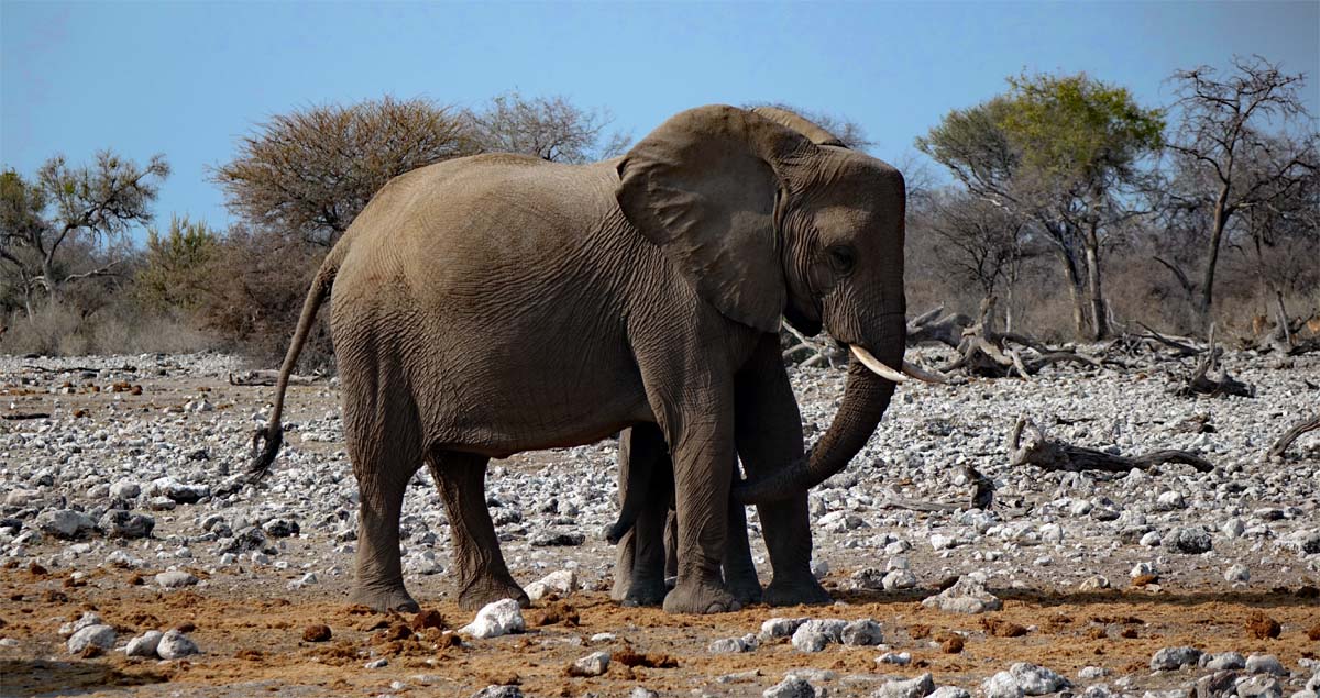graue könige der wüste namibia damaraland namib wüstenelefanten