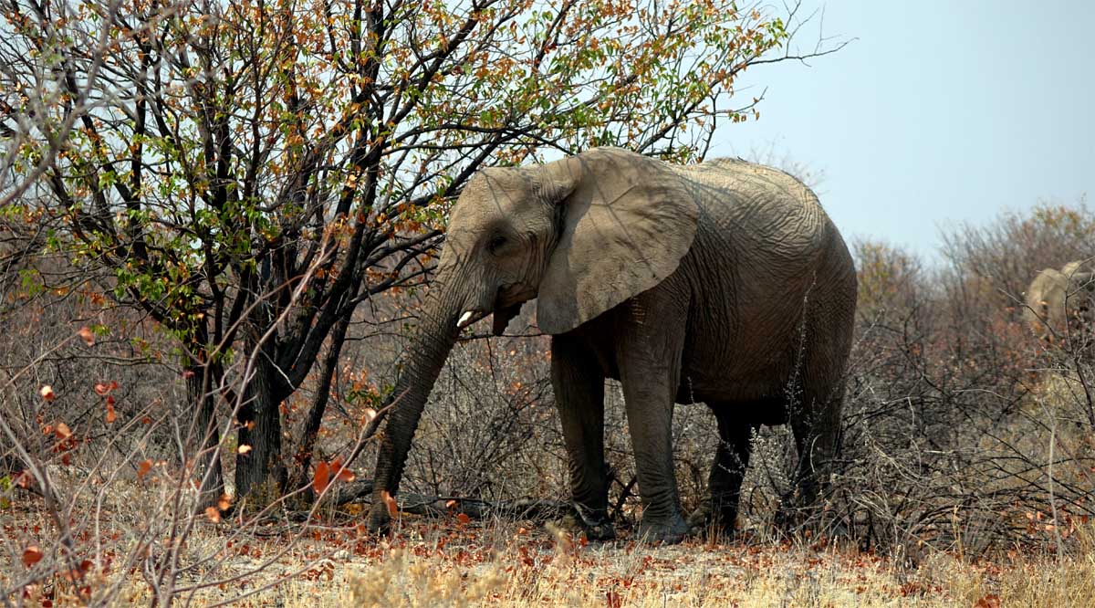 graue könige der wüste elefanten namib wüstenelefanten