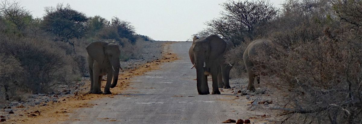 elefantenfamilie etosha nationalpark namibia 