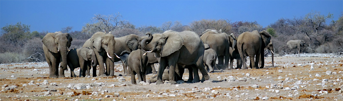 elefantenherde am wasserloch im etosha nationalpark namibia