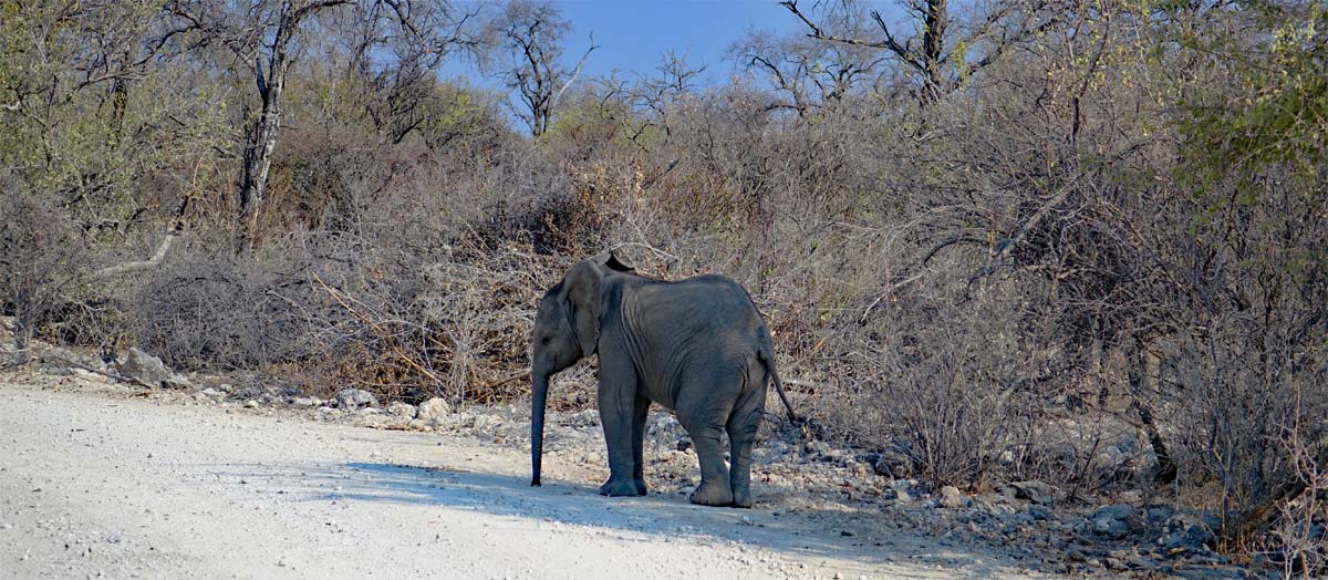 elefantenkind im etosha nationalpark namibia
