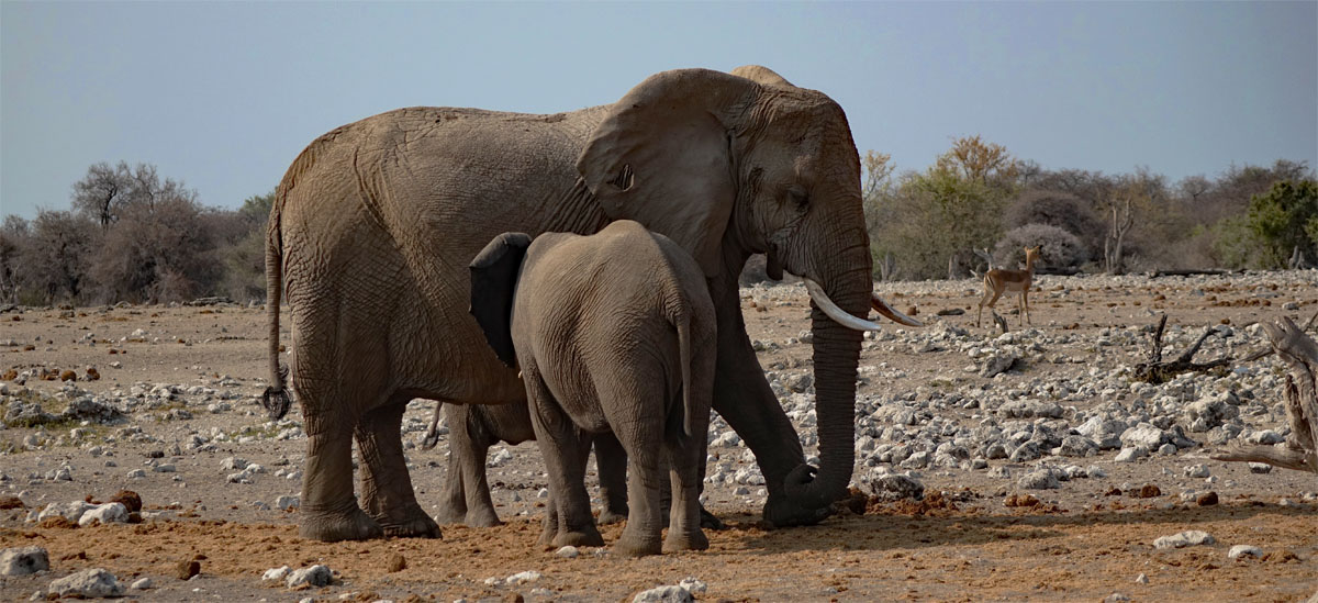 savannenelefanten wüstenelefanten namibia namib wüste
