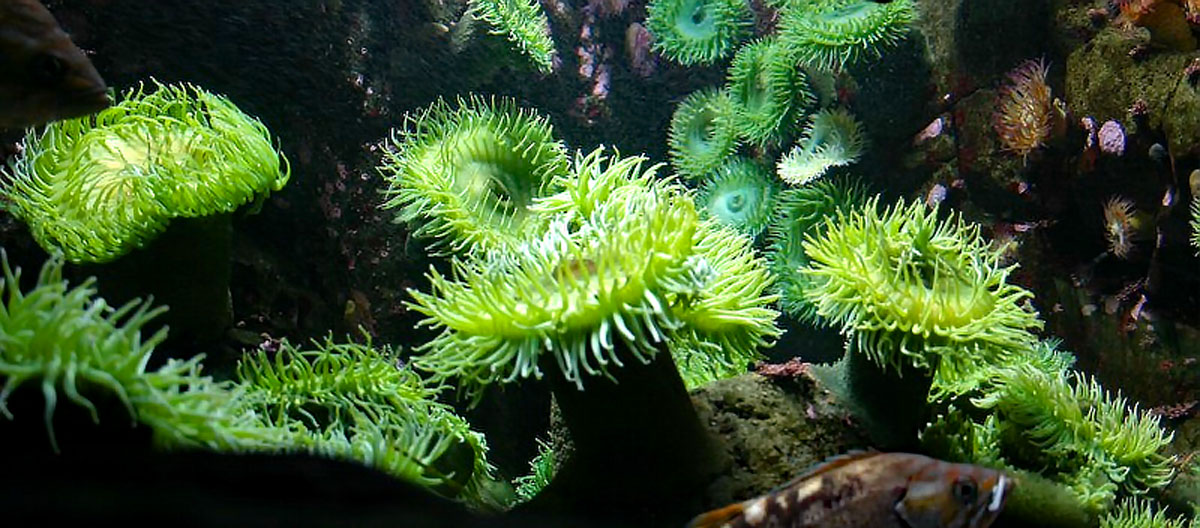 vancouver aquarium kanada british columbia