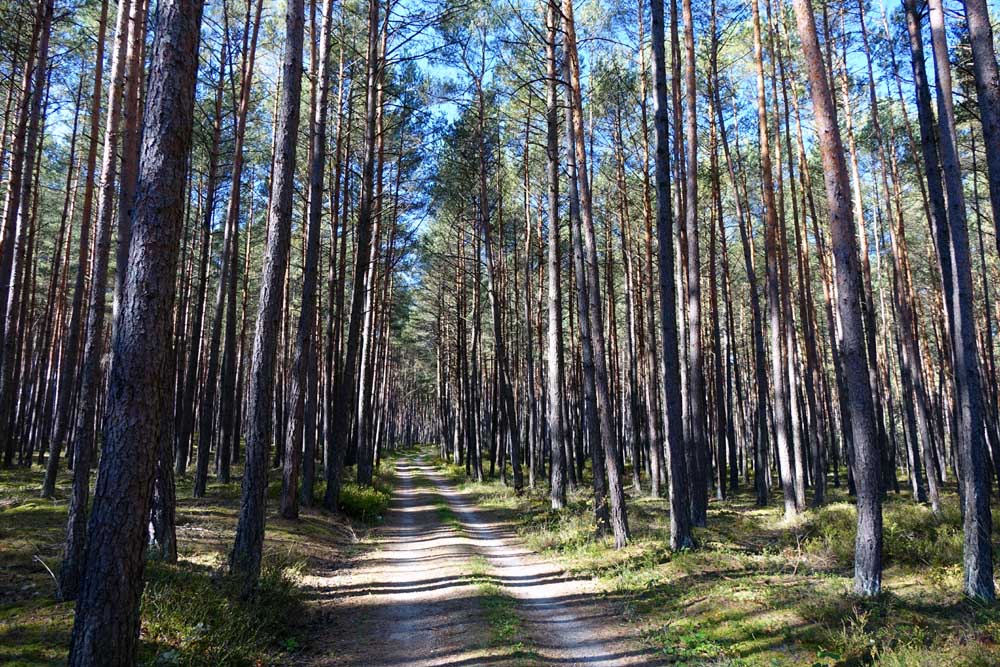 Typische Waelder in Bayern Nadelwald Fichtenwald Kiefernwald Holzwirtschaft Fakten