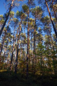 fichten und kiefern monokulturen bayerns wälder