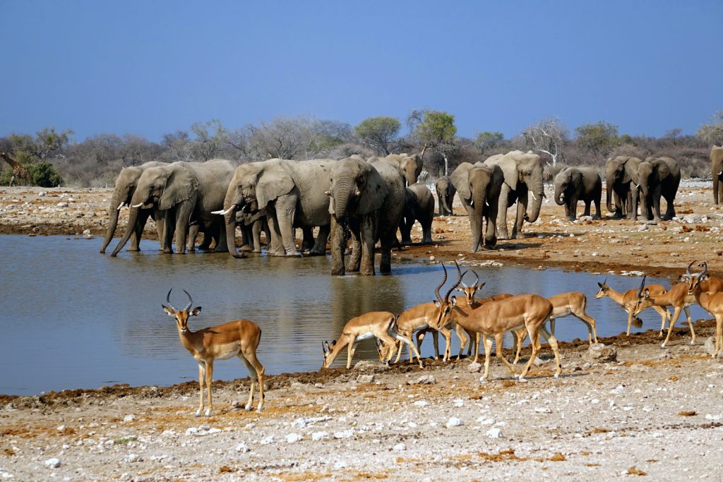 elefanten etosha nationalpark wildtierwanderungen afrika