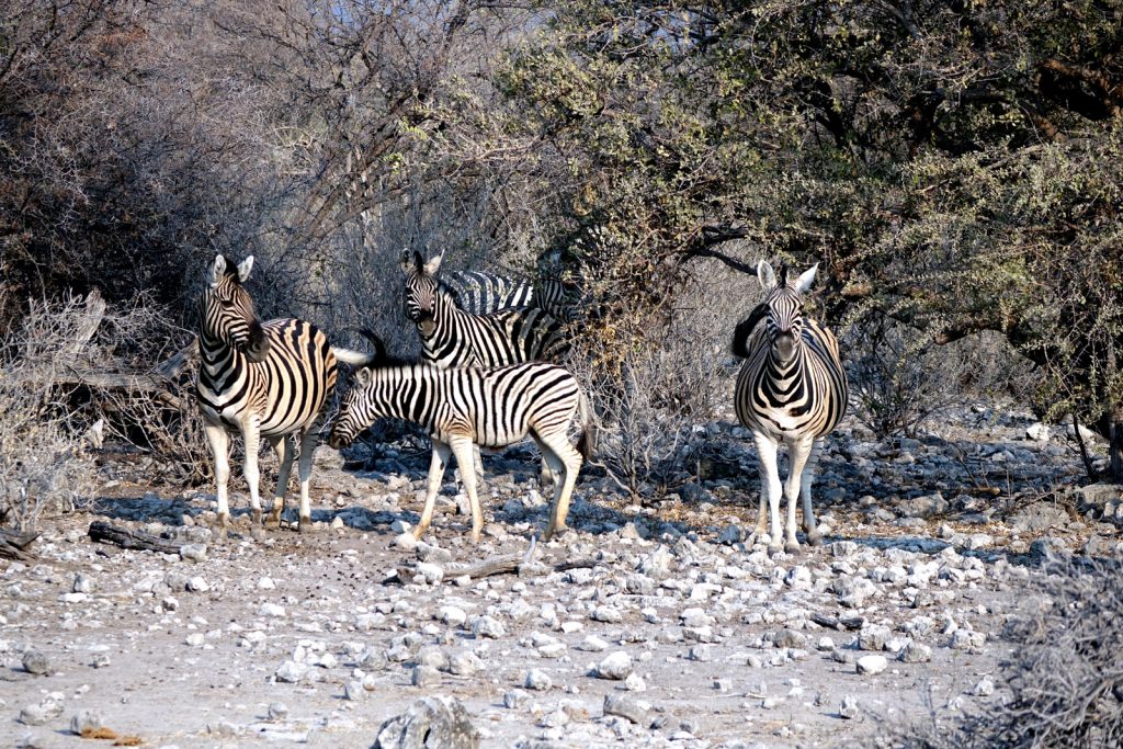 migration große tierwanderungen in afrika namibia steppenzebra