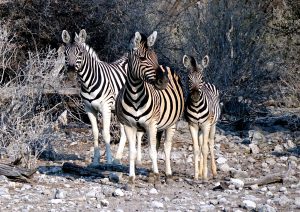 zebra namibia tierwanderungen afrika