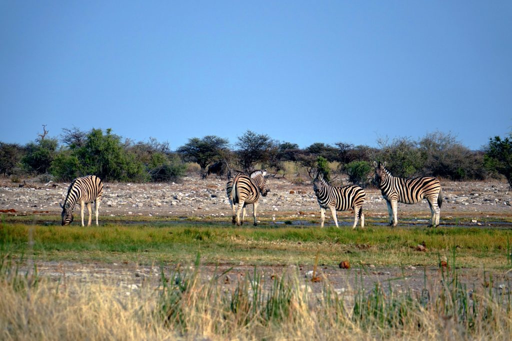 wildtierwanderungen in afrika migration zebra