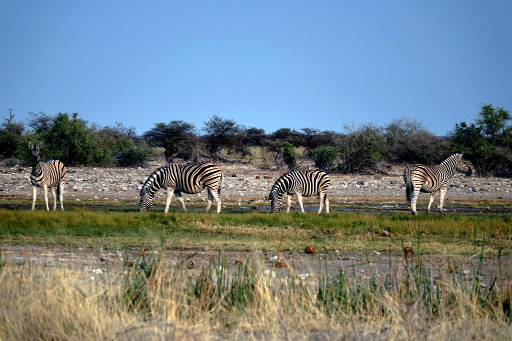 die großen wildtierwanderungen in afrika migration zebras