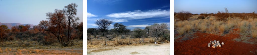 naturraum savanne klima pflanzen tiere