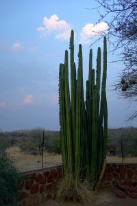 savanne vegetation kaktus pflanzen