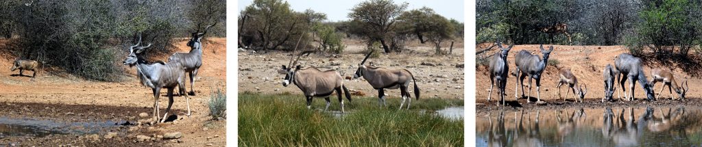savanne tiere afrika