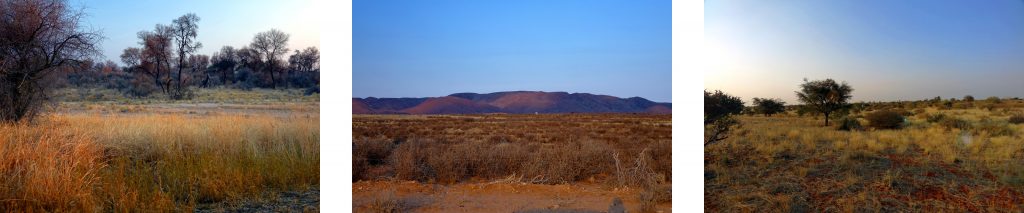 naturraum wüste steppe und Prärie