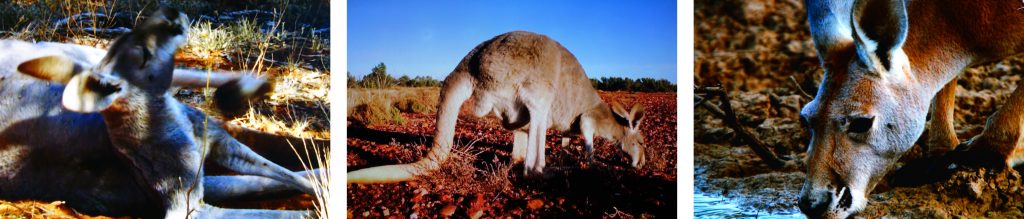 känguru in der australischen wüste outback