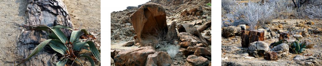 WÜSTE 4 wüste naturlandschaft klima vegetation tiere namib namibia welwitschia