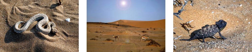 tiere in der wüste namib afrika 