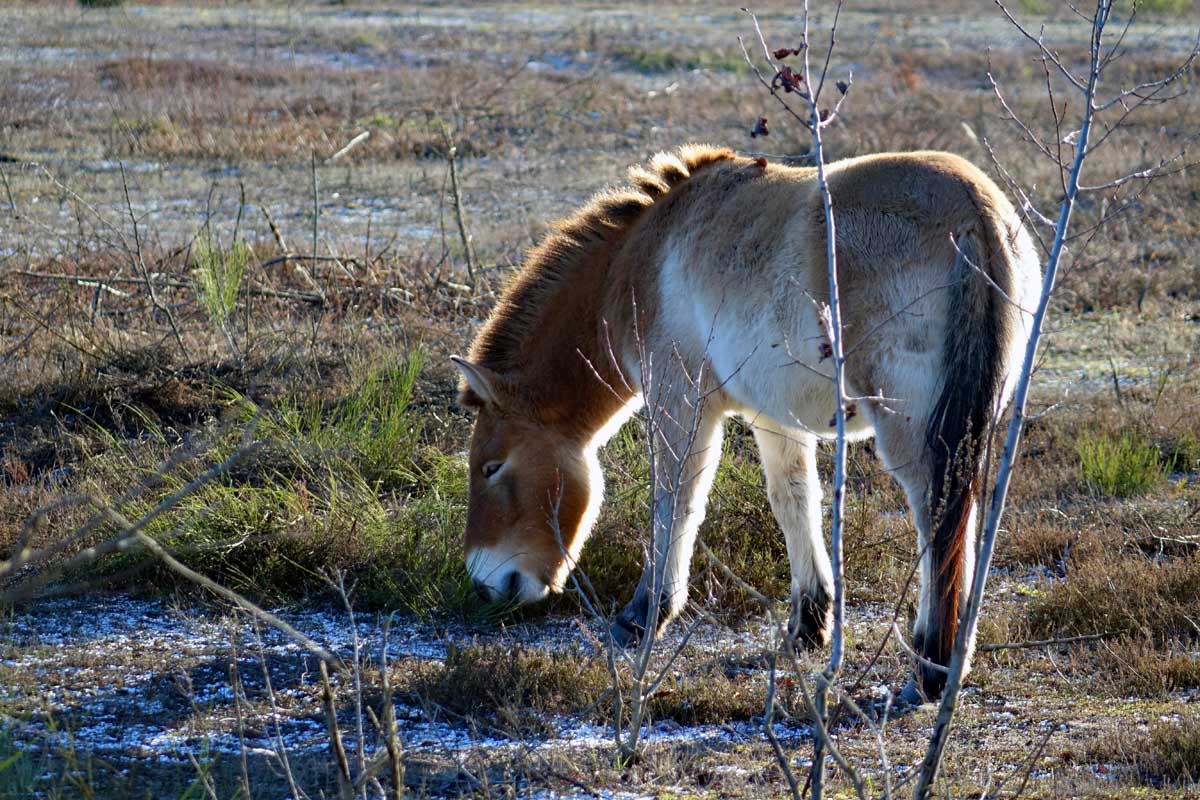 przewalski pferde wildpferde mongolei erlangen tennenloher forst