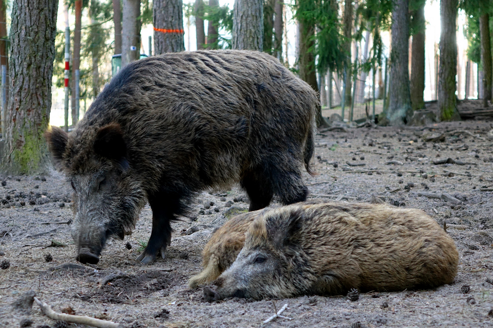 wildschwein gehege wildpark faberhof pyrbaum straßmühle
