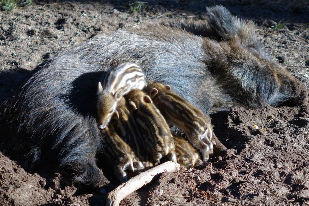 Faberhof Strassmuehle Pyrbaum Neumarkt Nuernberg Bayern Mittelfranken Wildschwein Frischlinge Bache Saeugen