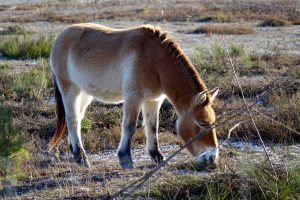 urwildpferde przewalsi pferde erlangen tennenlohe mittelfranken