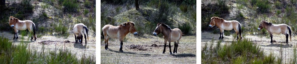 URWILDPFERDE TENNENLOHE 5 przewalsi pferde urwildpferde wildpferde erlangen tennenlohe mittelfranken bayern