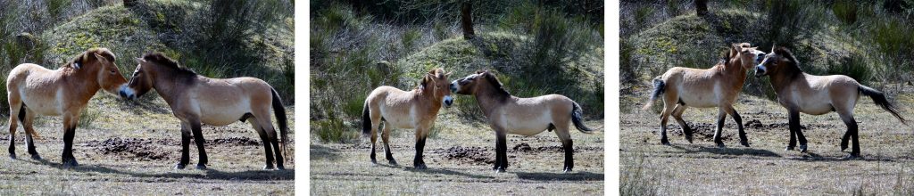 URWILDPFERDE TENNENLOHE 6 urwildpferde wildpferde tennenlohe erlangen przewalski pferde