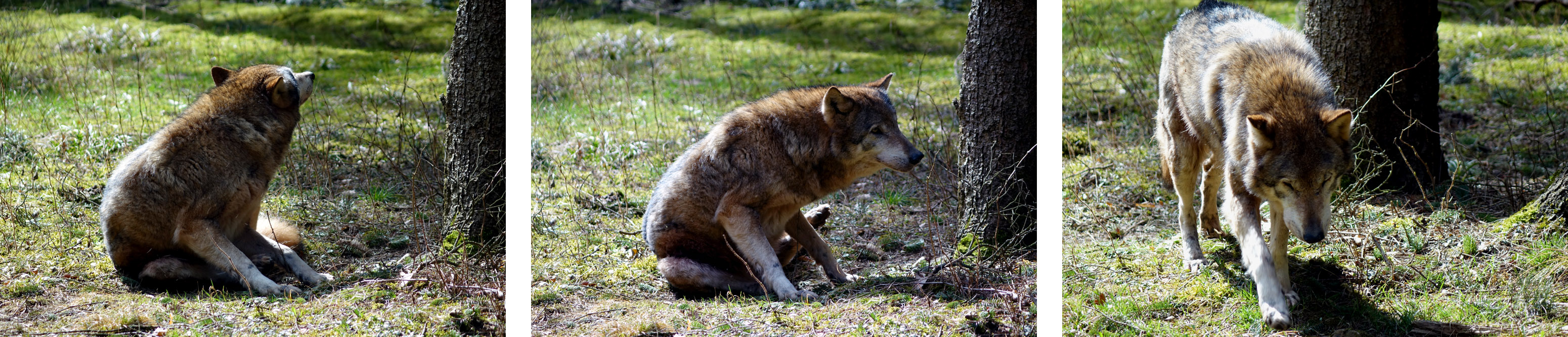 wolf wölfe wildpark hundshaupten fränkische schweiz bayern
