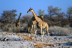 Safari Afrika Südafrika Namibia Etosha Nationalpark Game Drive Pirschfahrt Safaris Selbstfahrer Sundowner Giraffen Giraffe am Wasserloch
