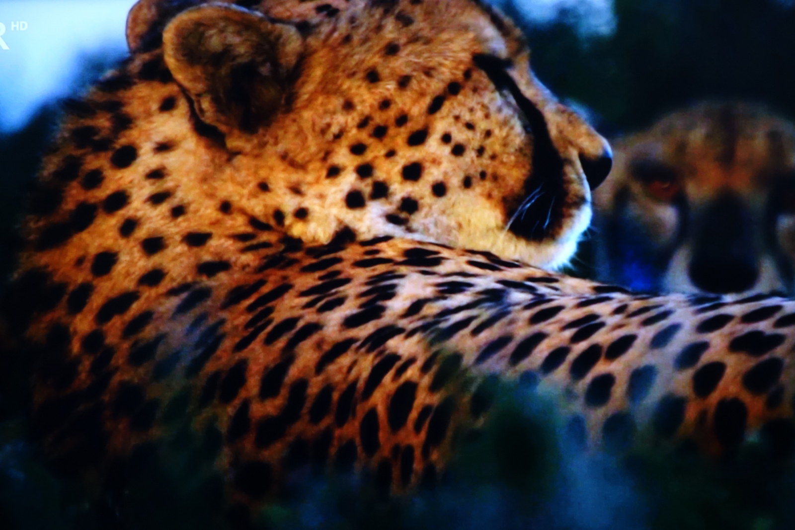 tierbeobachtungen auf safari afrika gepard