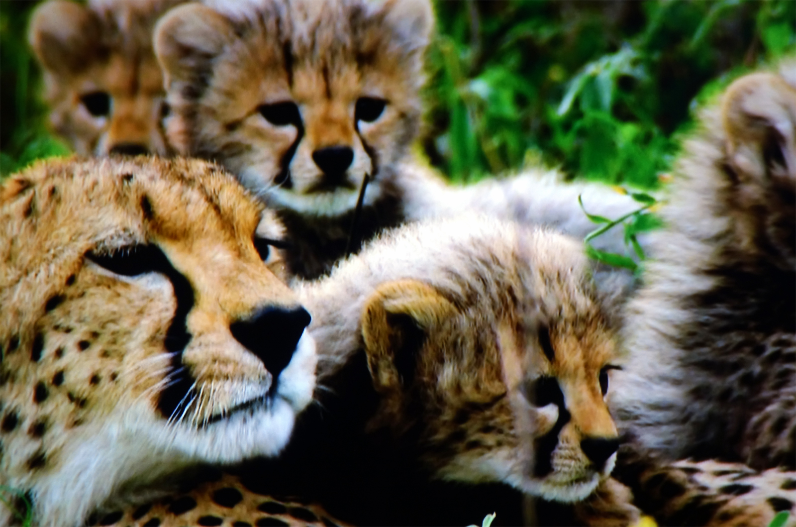 safari in afrika geparden 