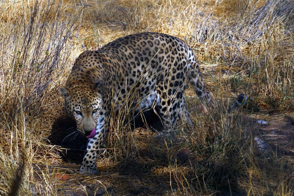 walking safari leopard namibia tierwelt raubkatzen