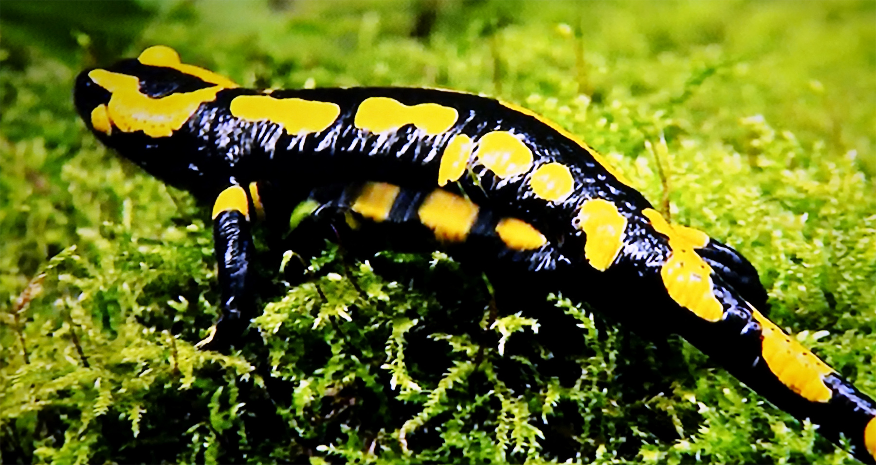 salamander im wengleinpark nürnberger land eschenbach