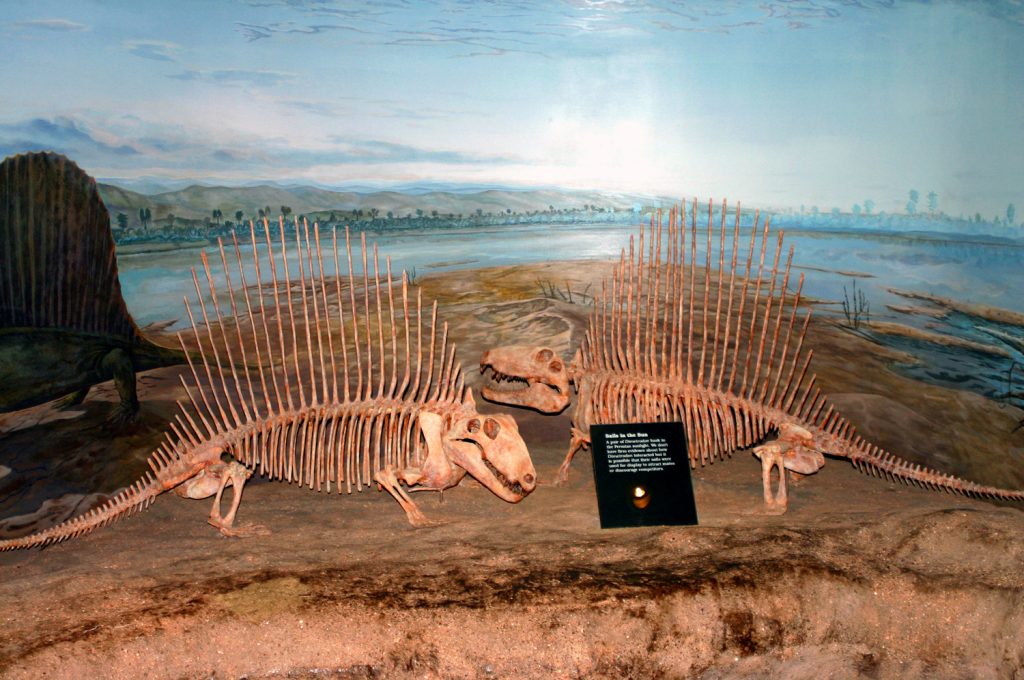dimetrodon skelette im royal tyrrell museum kanada