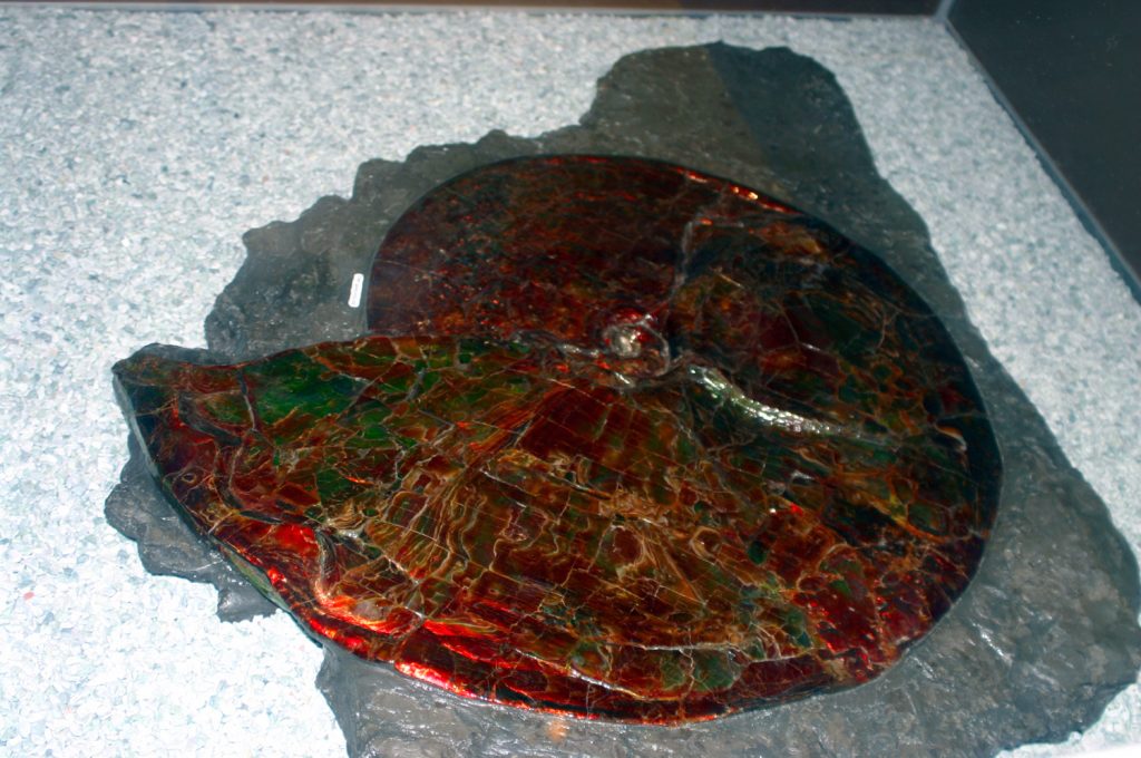 riesiger ammonit im royal tyrrell museum kanada