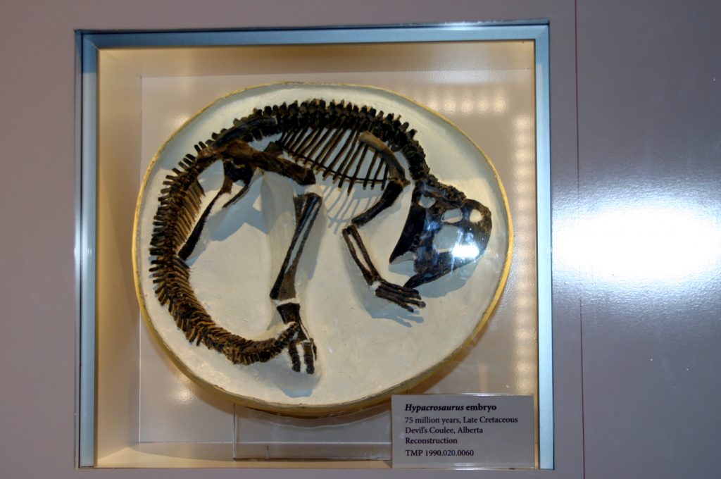 royal tyrrell museum drumheller hypacrosaurus embryo im ei