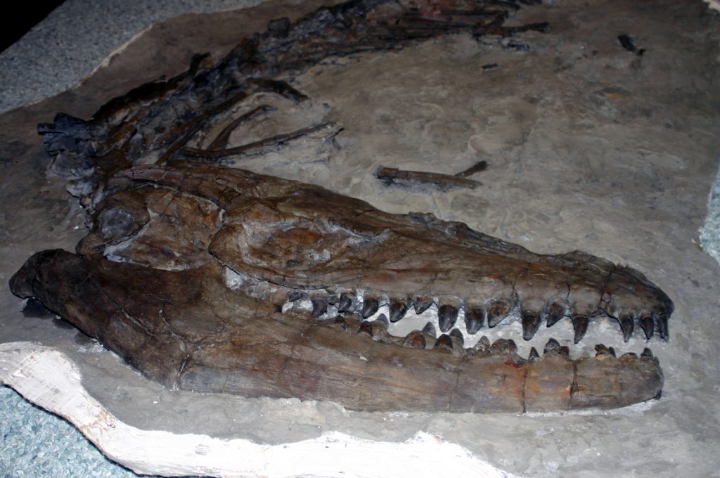 fossilien dinosaurier royal tyrrell museum kanada