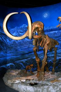 mammut knochen royal tyrrell museum kanada 