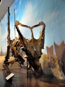 triceratops im royal tyrrell museum in drumheller kanada