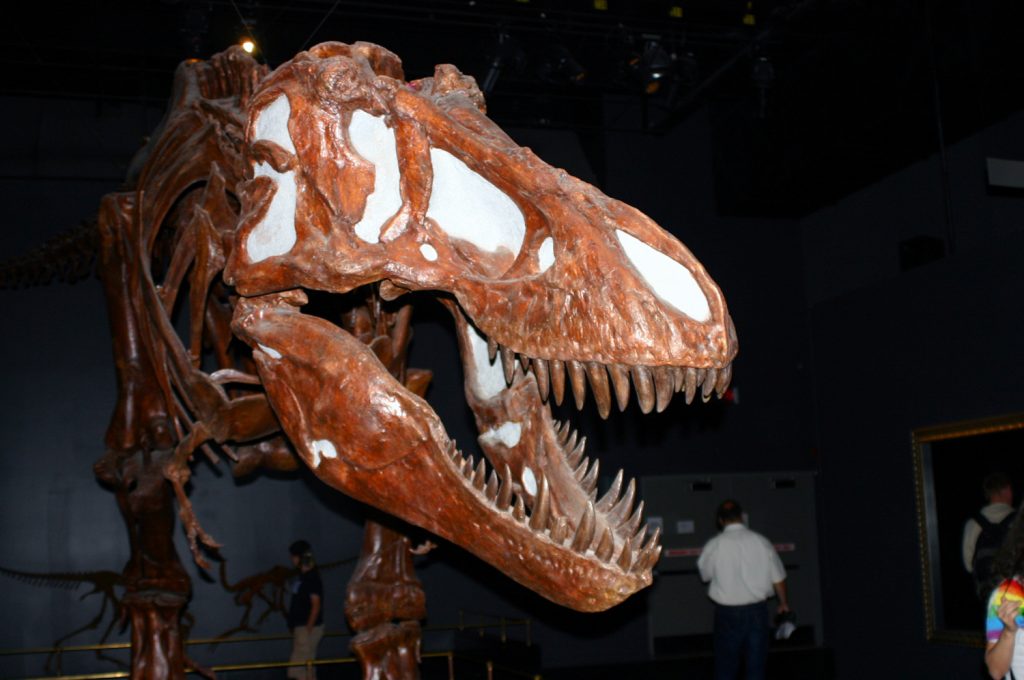 t rex tyrannosaurus im royal tyrrell museum drumheller kanada