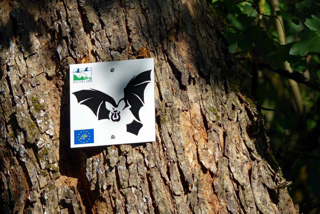 Seltene Fledermaus Hufeisennase Hufeisennasenfledermaus einzige Kolonie in Deutschland Hohenburg Oberpfalz Amberg Fledermausweg 1