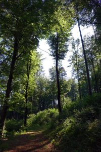 buchenwald auf dem wacholderwanderweg schmidmühlen