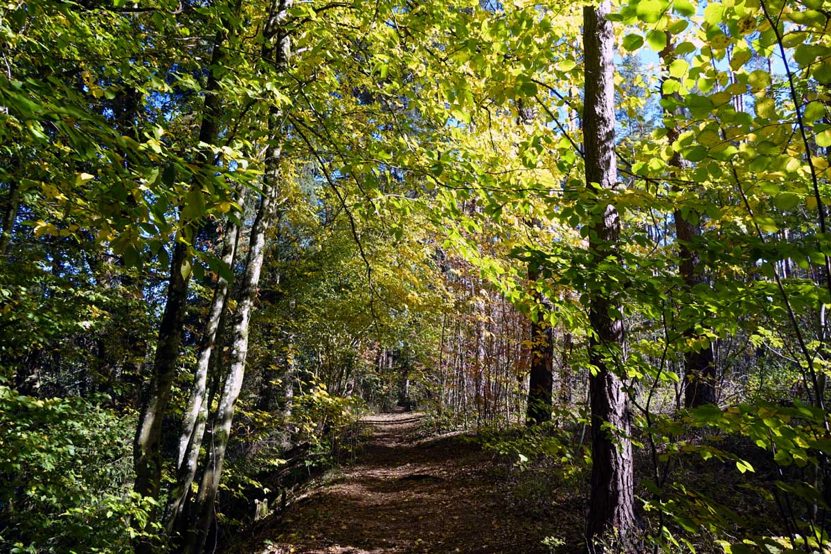 Der Fuchsmühlweg startet durch einen herbstlich gefärbten Laubwald