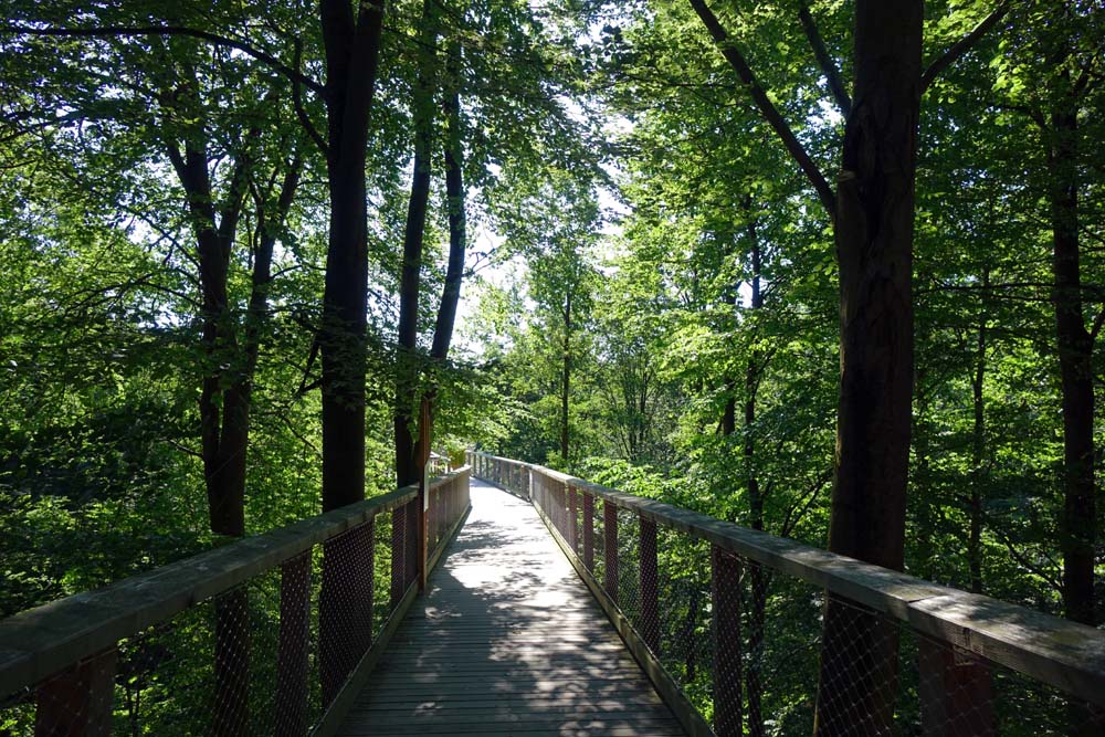 FASZINATION WALD 2 erholungsgebiet wald wälder bäume bayern deutschland faszination wald