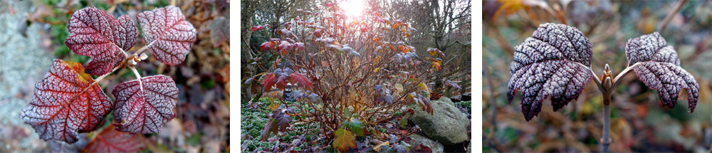 winter im japanischen garten leyks lotosgarten rothenburg